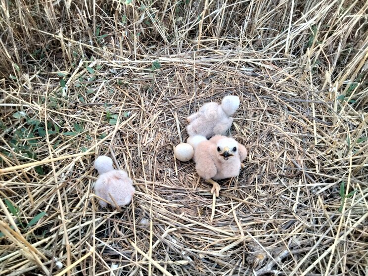 Pollos de aguilucho cenizo