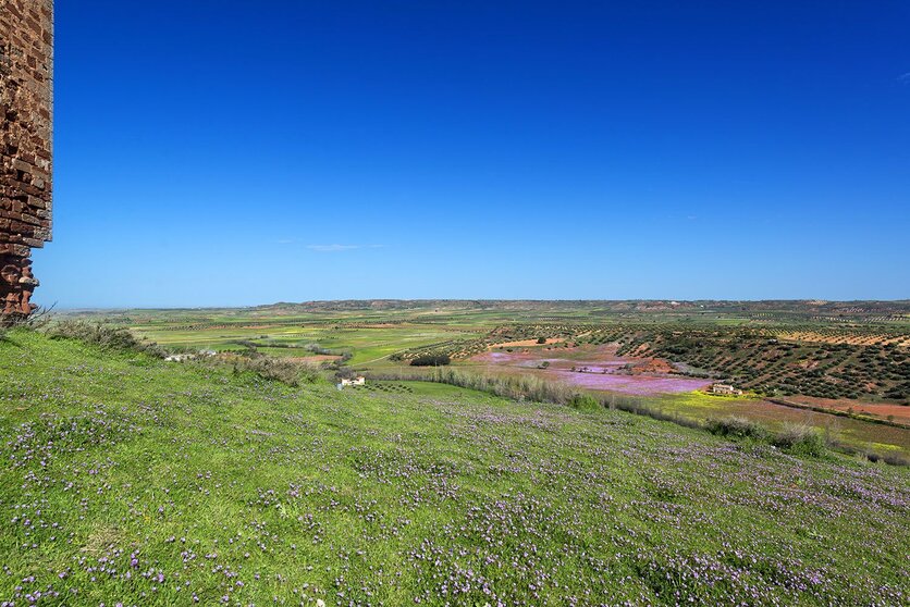 Campo de montiel