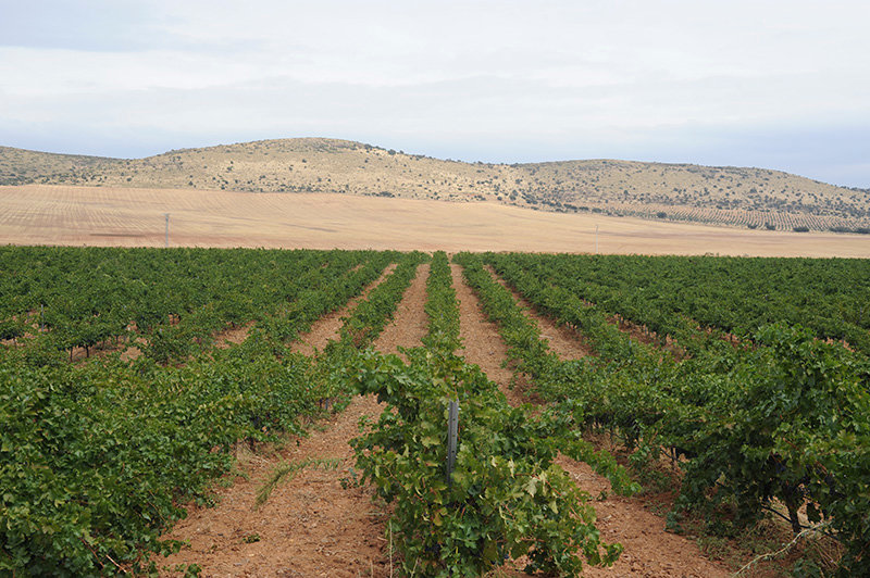 Viña en el Campo de Montiel