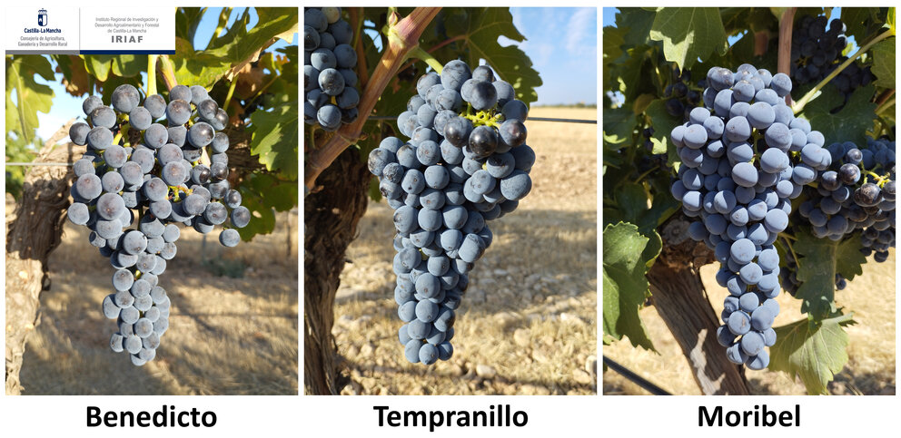 Linaje del Tempranillo_IRIAF