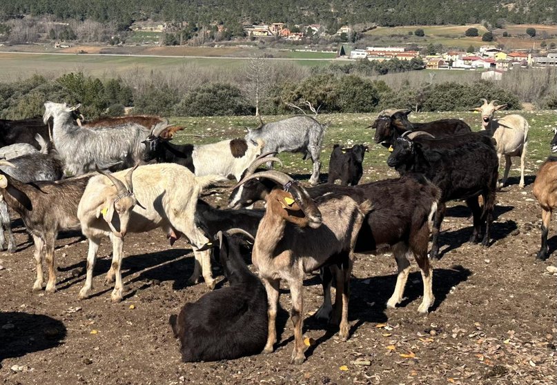 Archivo Sanidad ganadera