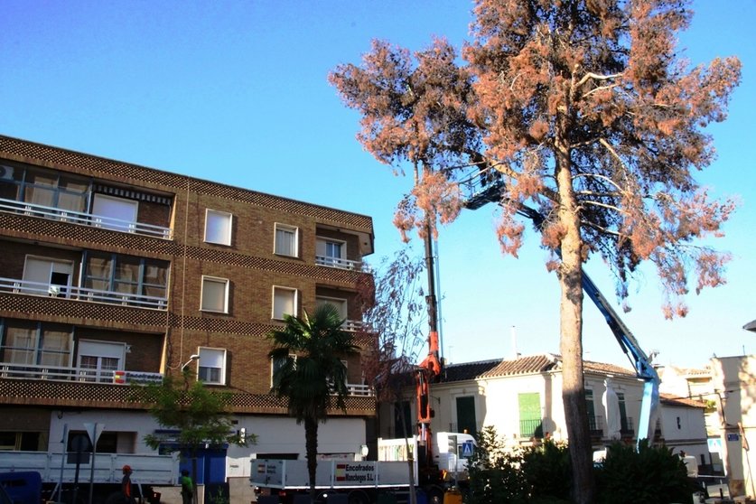 El pino, horas antes de ser talado