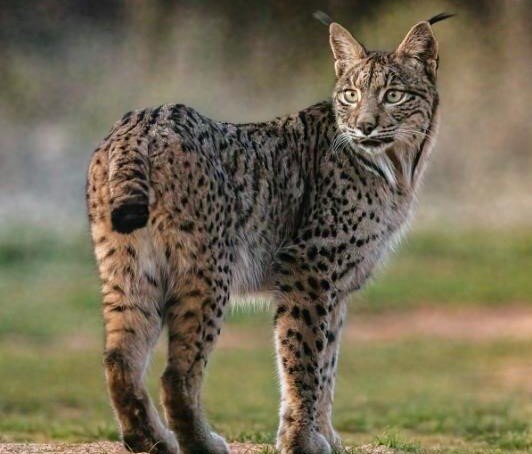 Lince ibérico