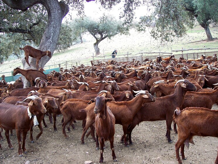 Ganadería caprina