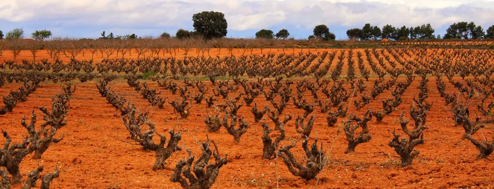 Viñedo tradicional en Valdepeñas