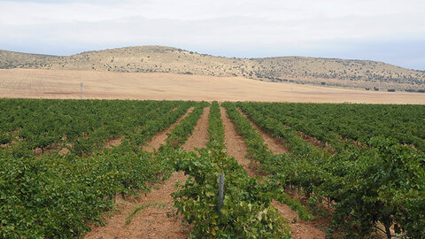 Viña en el Campo de Montiel